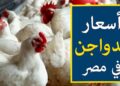 أسعار الفراخ اليوم الأحد 18 يناير 2026 في الأسواق المصرية.. الكيلو وصل كام؟