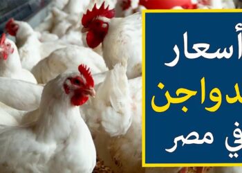 أسعار الفراخ اليوم الأحد 18 يناير 2026 في الأسواق المصرية.. الكيلو وصل كام؟