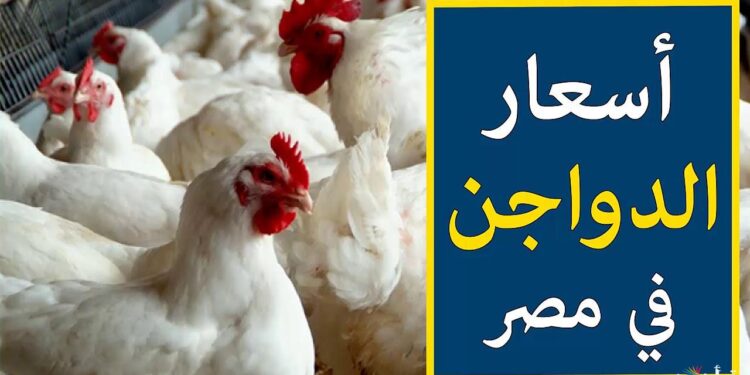 أسعار الفراخ اليوم الأحد 18 يناير 2026 في الأسواق المصرية.. الكيلو وصل كام؟