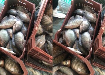 أسعار الأسماك والجمبري تشهد تحركات جديدة اليوم الأربعاء 7 يناير 2026