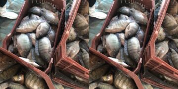 أسعار الأسماك والجمبري تشهد تحركات جديدة اليوم الأربعاء 7 يناير 2026