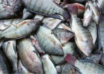 أسعار الأسماك اليوم في مصر – الخميس 15 يناير 2026 2 أسعار الأسماك اليوم في مصر – الخميس 15 يناير 2026