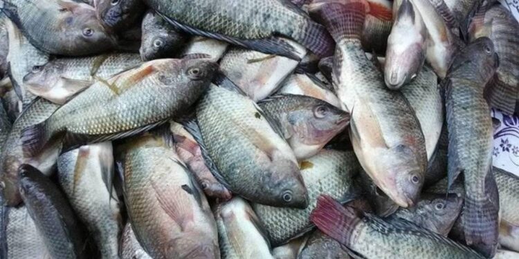 أسعار الأسماك اليوم في مصر – الخميس 15 يناير 2026