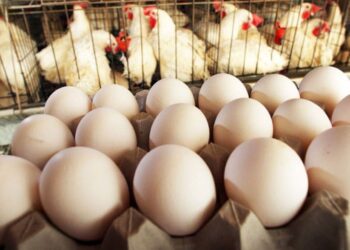 أسعار الدواجن والبيض في الأسواق المصرية اليوم الاثنين 12 يناير 2026