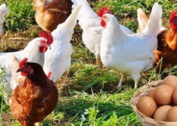 أسعار الدواجن والبيض الآن في الأسواق – السبت 17 يناير 2026