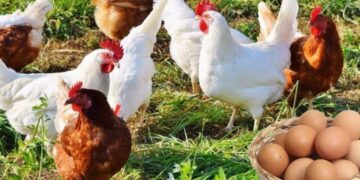 أسعار الدواجن والبيض الآن في الأسواق – السبت 17 يناير 2026