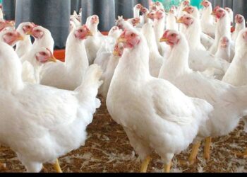 أسعار الفراخ في الأسواق المصرية – الثلاثاء 13 يناير 2026 2 أسعار الفراخ في الأسواق المصرية – الثلاثاء 13 يناير 2026