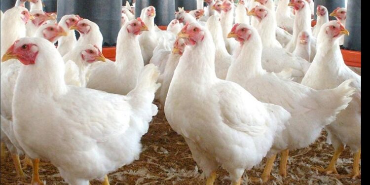 أسعار الفراخ في الأسواق المصرية – الثلاثاء 13 يناير 2026