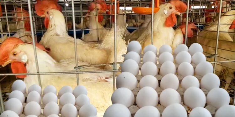 أسعار الدواجن والبيض في الأسواق المصرية اليوم الثلاثاء 20 يناير 2026