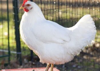 أسعار الدواجن والبيض في مصر اليوم السبت 31 يناير 2026