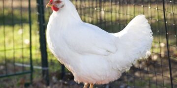 أسعار الدواجن والبيض في مصر اليوم السبت 31 يناير 2026