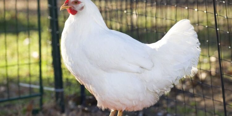 أسعار الدواجن والبيض في مصر اليوم السبت 31 يناير 2026