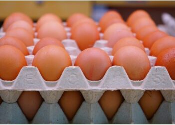 أسعار البيض اليوم الأربعاء 7 يناير 2026.. الأحمر والأبيض بعد الزيادة 2 أسعار البيض اليوم الأربعاء 7 يناير 2026.. الأحمر والأبيض بعد الزيادة