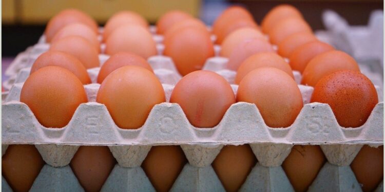 أسعار البيض اليوم الأربعاء 7 يناير 2026.. الأحمر والأبيض بعد الزيادة 1 أسعار البيض اليوم الأربعاء 7 يناير 2026.. الأحمر والأبيض بعد الزيادة