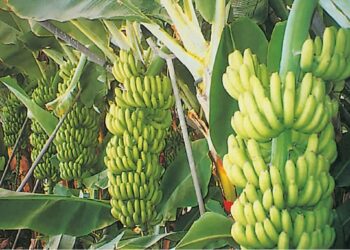 سعر الموز اليوم الثلاثاء 20 يناير 2026 أبرز أسعار الفاكهة في الأسواق