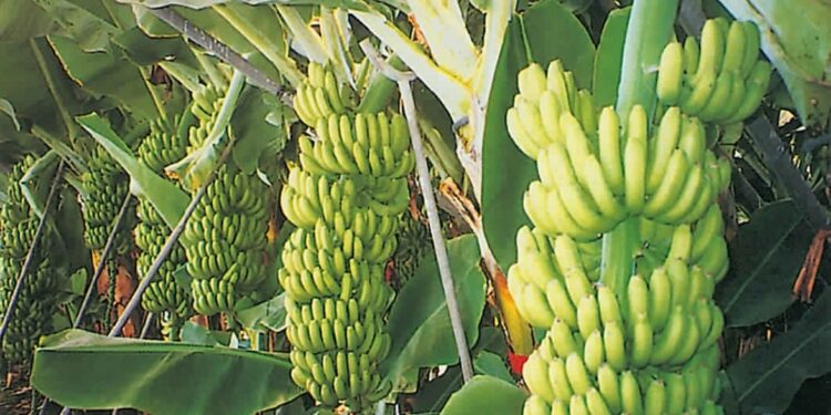 سعر الموز اليوم الثلاثاء 20 يناير 2026 أبرز أسعار الفاكهة في الأسواق