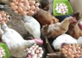أسعار الدواجن والبيض في مصر اليوم الأحد.. قفزة جديدة قبل رمضان بـ10 أيام