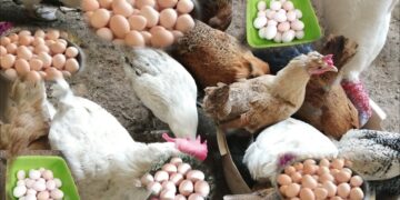 أسعار الدواجن والبيض في مصر اليوم الأحد.. قفزة جديدة قبل رمضان بـ10 أيام