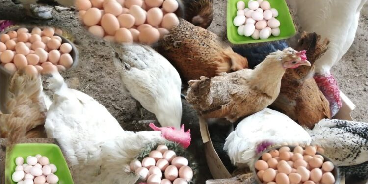 أسعار الدواجن والبيض في مصر اليوم الأحد.. قفزة جديدة قبل رمضان بـ10 أيام