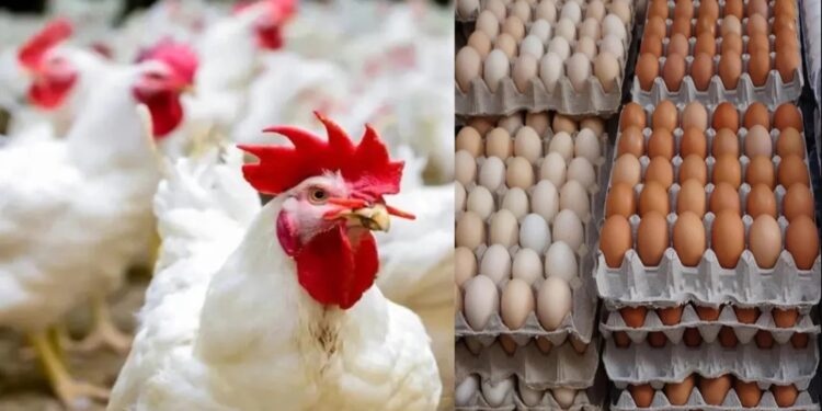 أسعار الدواجن والبيض في مصر اليوم السبت 14 مارس 2026