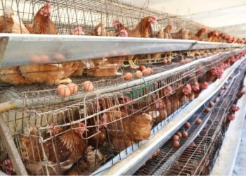 أسعار الدواجن والبيض في مصر اليوم الثلاثاء.. استقرار نسبي في الأسواق خلال رمضان