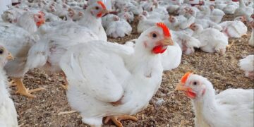 أسعار الدواجن اليوم السبت في مصر 2026.. استقرار نسبي