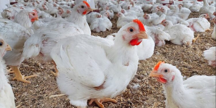 أسعار الدواجن اليوم السبت في مصر 2026.. استقرار نسبي 1 أسعار الدواجن اليوم السبت في مصر 2026.. استقرار نسبي