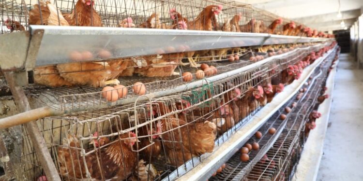 أسعار الدواجن والبيض في مصر اليوم الثلاثاء.. استقرار نسبي في الأسواق خلال رمضان