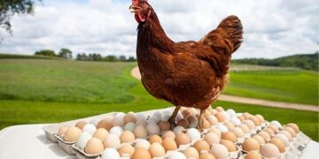 أسعار الدواجن والبيض في مصر اليوم السبت 7 مارس 2026 بالأسواق