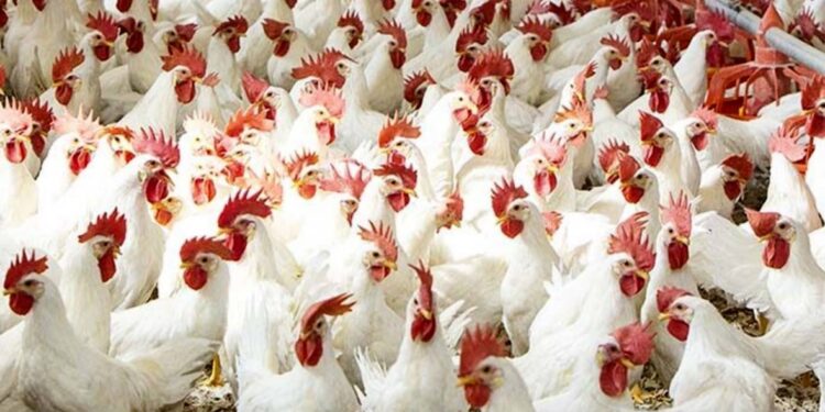 أسعار الدواجن اليوم الأحد في مصر.. تباين ملحوظ بين المزارع والأسواق 1 أسعار الدواجن اليوم الأحد في مصر.. تباين ملحوظ بين المزارع والأسواق