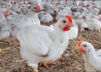 أسعار الدواجن اليوم في مصر الأربعاء.. استقرار نسبي وتفاوت بين المزارع والأسواق