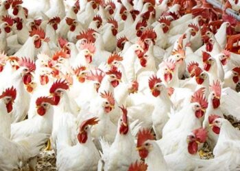 أسعار الدواجن اليوم الأربعاء في مصر.. تباين ملحوظ بين المزارع والأسواق